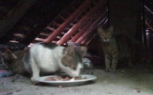 Patenkatzen Herkules und Greta
