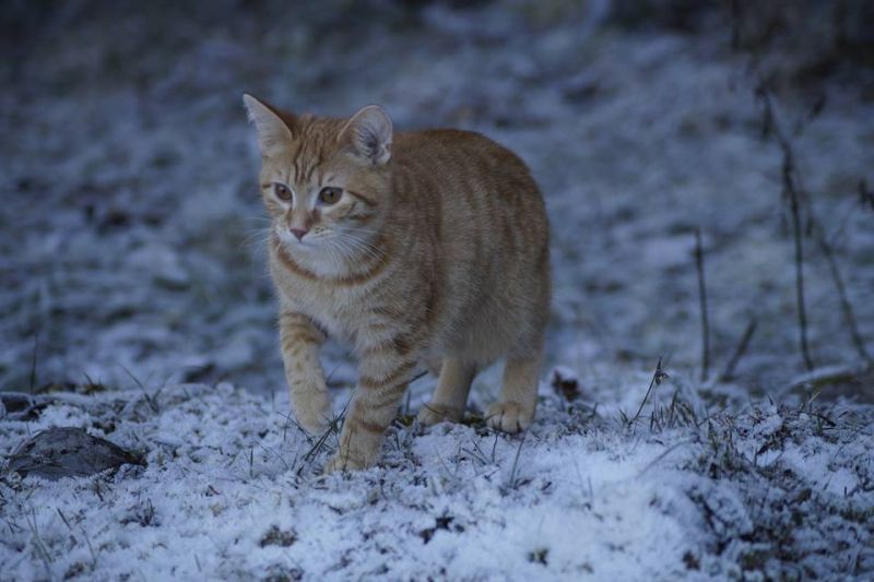 Patenkater Mr. Mato