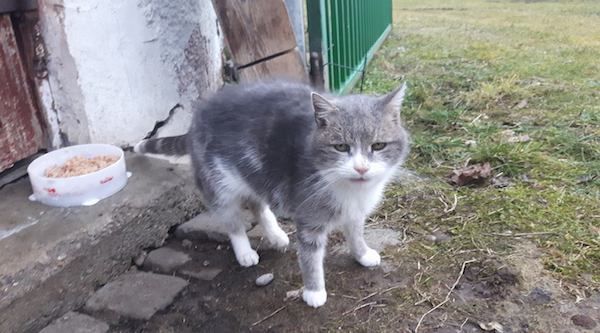 Patenkater Opa †