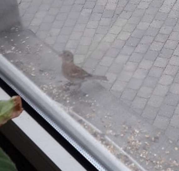 Was tun, wenn ein Vogel gegen eine Fensterscheibe geflogen ist?