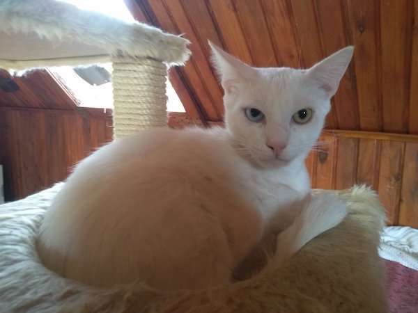 Patenkater Kasa