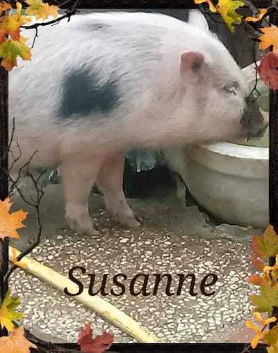 Patenschwein Susanne