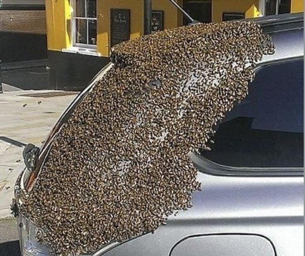 Bienen auf Durchreise