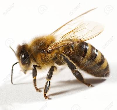 Um den Bienen zu helfen