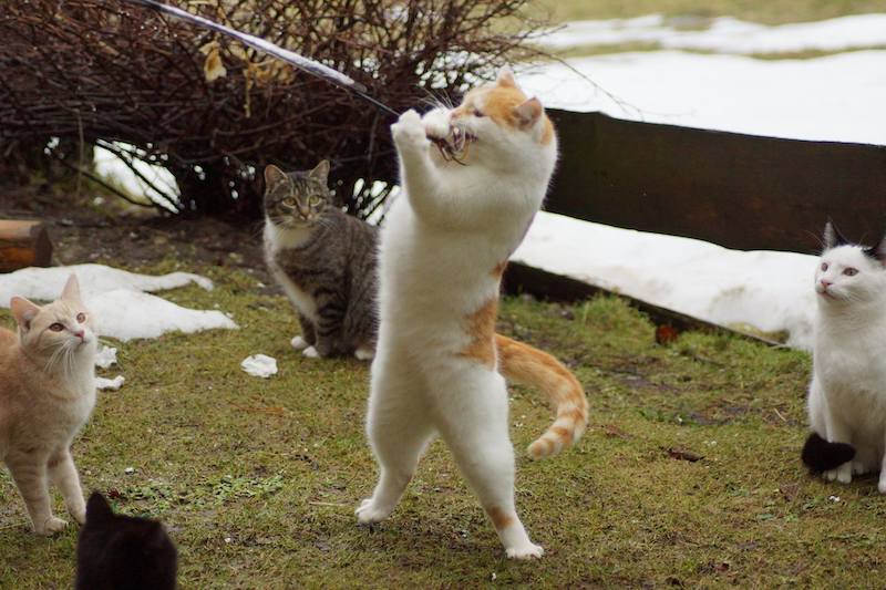 Katzenparadies Tennengau – Katzen beim spielen