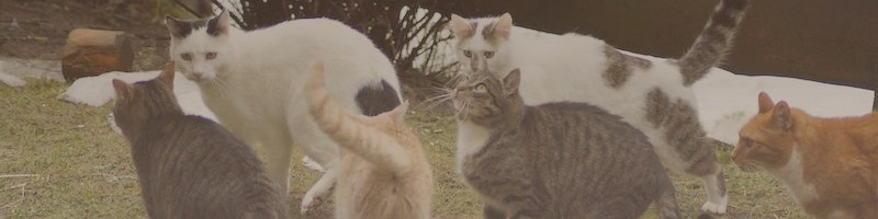 Katzenparadies Tennengau – Katzen beim spielen
