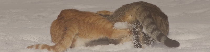 Katzenparadies Tennengau – Schneekämpfe März 2022