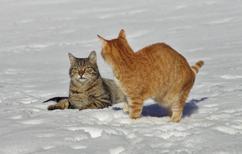 Katzenparadies Tennengau – Schneekämpfe März 2022