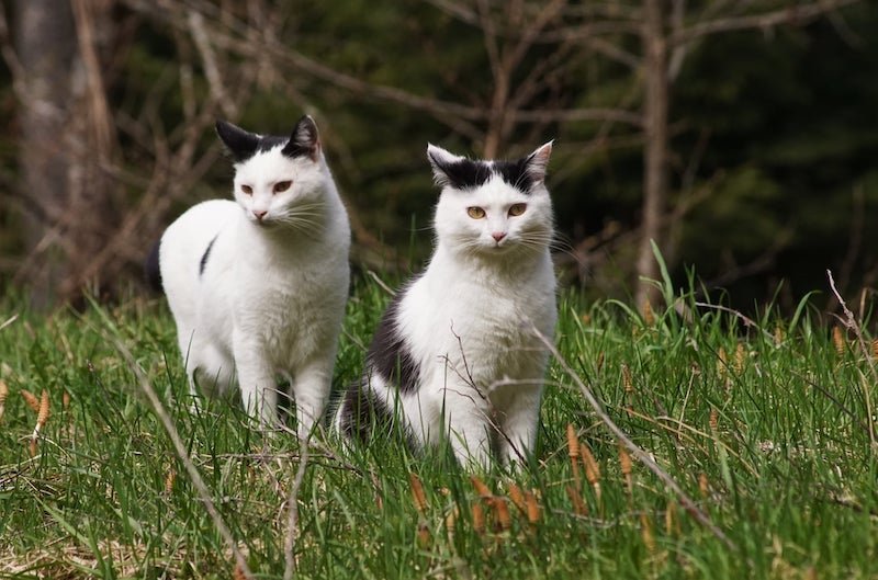 Katzenparadies Tennengau – Frühling …. April 2022