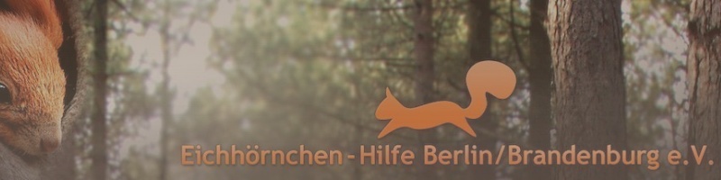 Eichhörnchen – Hilfe Berlin – Brandenburg e. V.