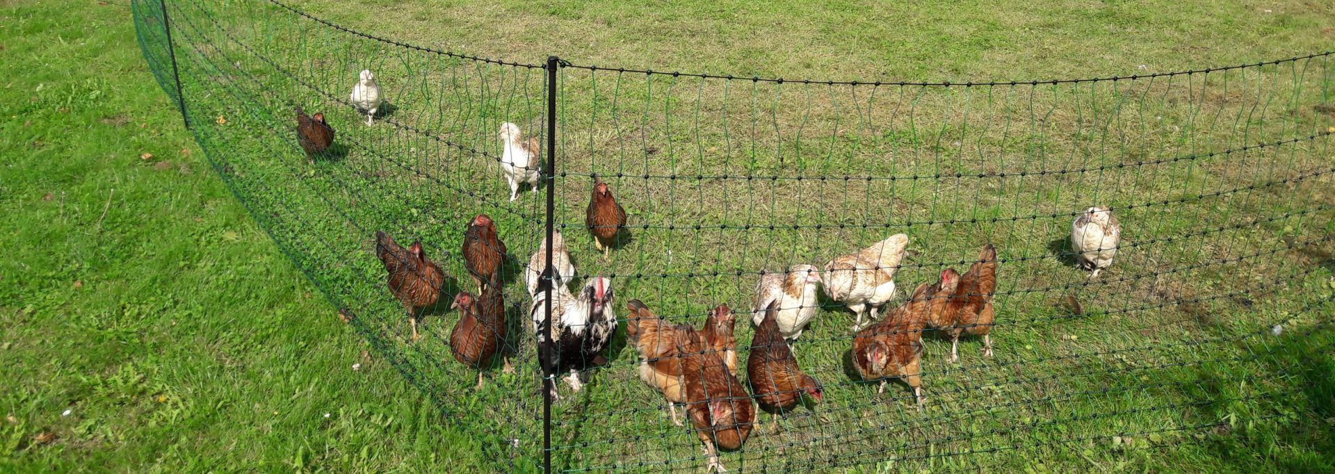 Hier sind einige Gründe, warum Rindertalg eine hervorragende Wahl für die Vogelfütterung ist