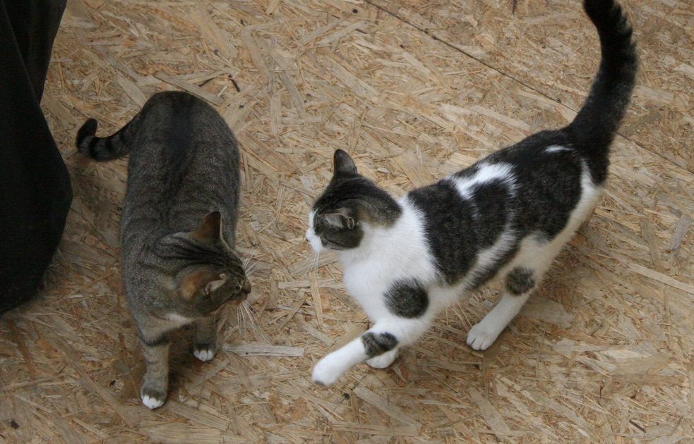 Alle Lauchgewächse enthalten für Katzen belastende Schwefelverbindungen.