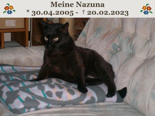 Auch Nazuna findet Matos Tierhilfe mit Notfallfonds gut