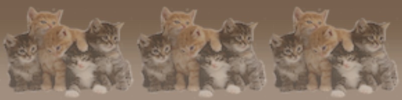Alle Lauchgewächse enthalten für Katzen belastendes Schwefel