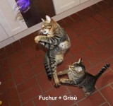 crisu3