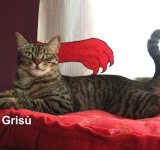 crisu6