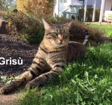 crisu8