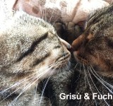 crisu9
