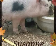 susanne2