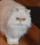 tenja
