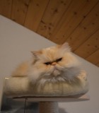 tenja1